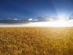 Сеяние и Жатва